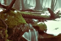Misty%20Morning%20%232 (thumbnail)