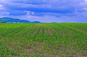 Spring%20Field (thumbnail)