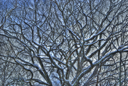 Trees%20%232 (thumbnail)