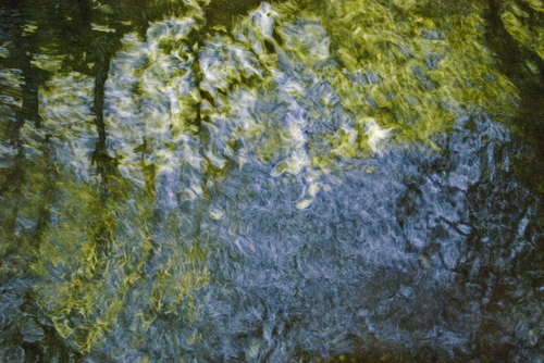 Trees (large view)