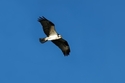 Soaring High