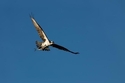 Tom McGee, photography, nature, Osprey, nest, animals, wildlife, blue sky, raptors, Sanibel Beach, hiking, birds -  Photography