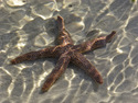 Photography--Color-SeascapeStarfish