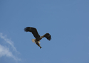 Food in Flight