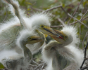 Photography--Digital-AnimalsThree in Nest