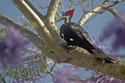 Photography--Color-AnimalsPileated Woodpecker
