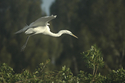 Photography--Color-AnimalsGreat White Egret