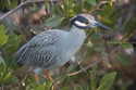 Photography--Color-AnimalsYellow Crowned Night Heron