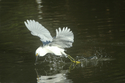 Photography--Color-AnimalsSnowy Egret