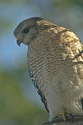 Photography--Color-AnimalsBird of Prey