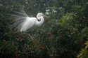 Photography--Color-AnimalsMating Season for birds