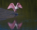 Photography--Color-AnimalsPink Reflections