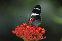 Butterfly #1