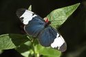 Photography-Butterfly #2