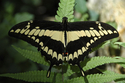Photography--Digital-NatureButterfly# 3