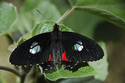 Photography--Digital-NatureButterfly #4