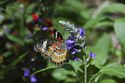Photography--Digital-NatureButterfly#5