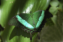 Photography--Digital-NatureButterfly #6
