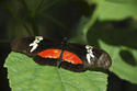 Photography--Digital-NatureButterfly #7