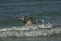 Photography--Digital-AnimalsPelican at Play