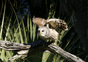 Photography-Ready to Soar