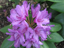 Photography--Color-NatureAzaleas