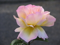 Photography--Color-NaturePink Rose