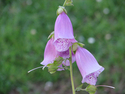 Photography--Color-NaturePurple Bells