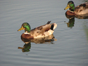 Photography--Color-NatureMallards in Park