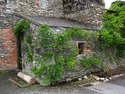 Photography--ColorStrands of Green