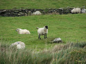 Photography--Color-NatureSheep in Green Pastures