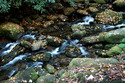 Photography--Color-NaturePatterns of Gold