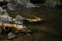 Photography--Color-NatureFloating Leaves