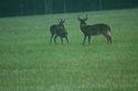 Photography--Color-NatureTwo Bucks in Cades Cove