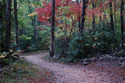 Photography--Color-LandscapeAutumn Trail