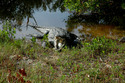 Photography--Color-NatureRisky Reptile