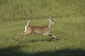 Deer on the Run