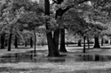 Photography--Black & White-LandscapePuddles, East Rock Park