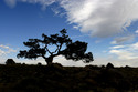 lone pine, riverside - Nature Photography