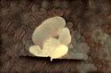 Sculpture-Fat Inside