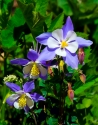 Flowers, Colorado state flower, Floral, Colorado, Columbine - Floral Photography
