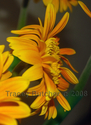 Gerber Daisy