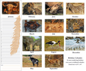 Africa-Themed Birthday Calendar