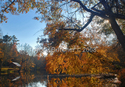 Nature, landscape, wild, places, fall colors, oak, tree, autumn, Georgia, river, flora, forest, rapids, digital, photograph, fallen, tree - Landscape Photography