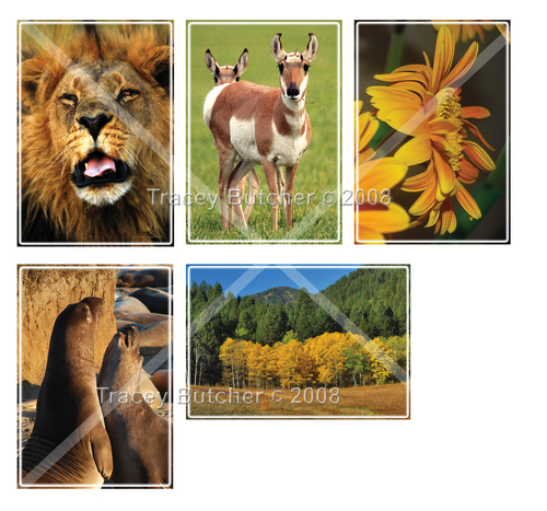 Photography-Digital-Greeting Cards