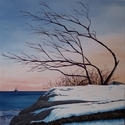 Wind%20Weary%20Tree%20keeps%20watch%20over%20Butler%20Flat%20 (thumbnail)