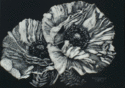 Two%20White%20Poppies (thumbnail)