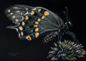Swallowtail%20And%20Thistle (thumbnail)