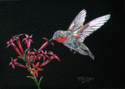 Ruby%2C%20A%20Flying%20Jewel (thumbnail)