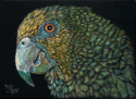 Tropical%20Feathers (thumbnail)